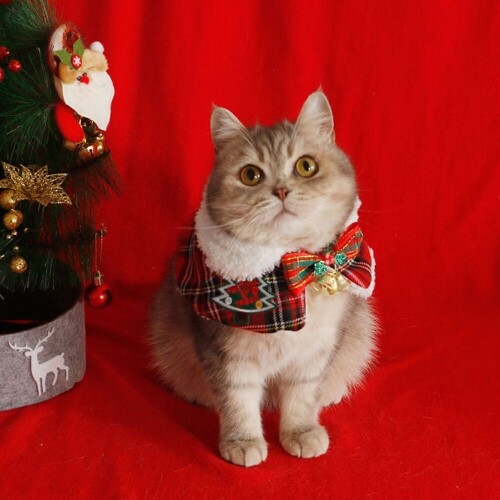 펫도매,[매장] 도그웨그 징글벨 망토 강아지 케이프 고양이 크리스마스 스카프