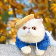 [매장] 파스텔 베레모 모자 강아지 악세사리 고양이 겨울
