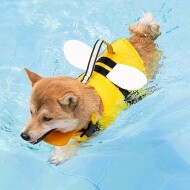 강아지 꿀벌 구명조끼 여름 수영복 물놀이