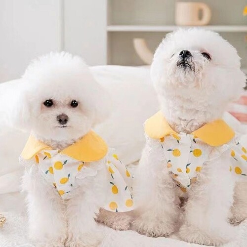 펫도매,강아지 레몬 원피스 카라 스커트 여름 옷