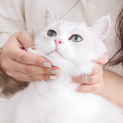 펫도매,[매장] 정글몬스터 쏙쏙뽑냥 고양이 턱드름 블랙헤드 키트