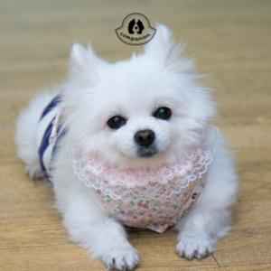 [컴패니언] 플라워 스카프