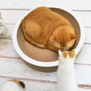 [캣온] 캣퍼니쳐/40cm-H11cm (라쿠프/540.011)
