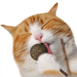 [티티펫] 고양이 막대사탕 캣닢 볼