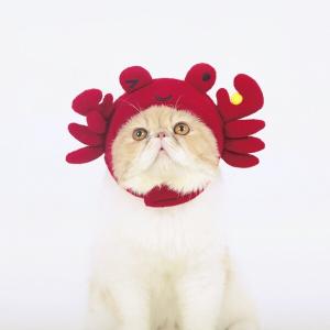 【매장】도그웨그 꽃게 모자 강아지 고양이 특이한 액세서리