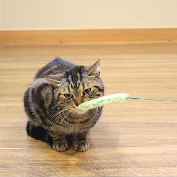 [B 1-9] 캐티맨 강아지풀 소 1P (80054)