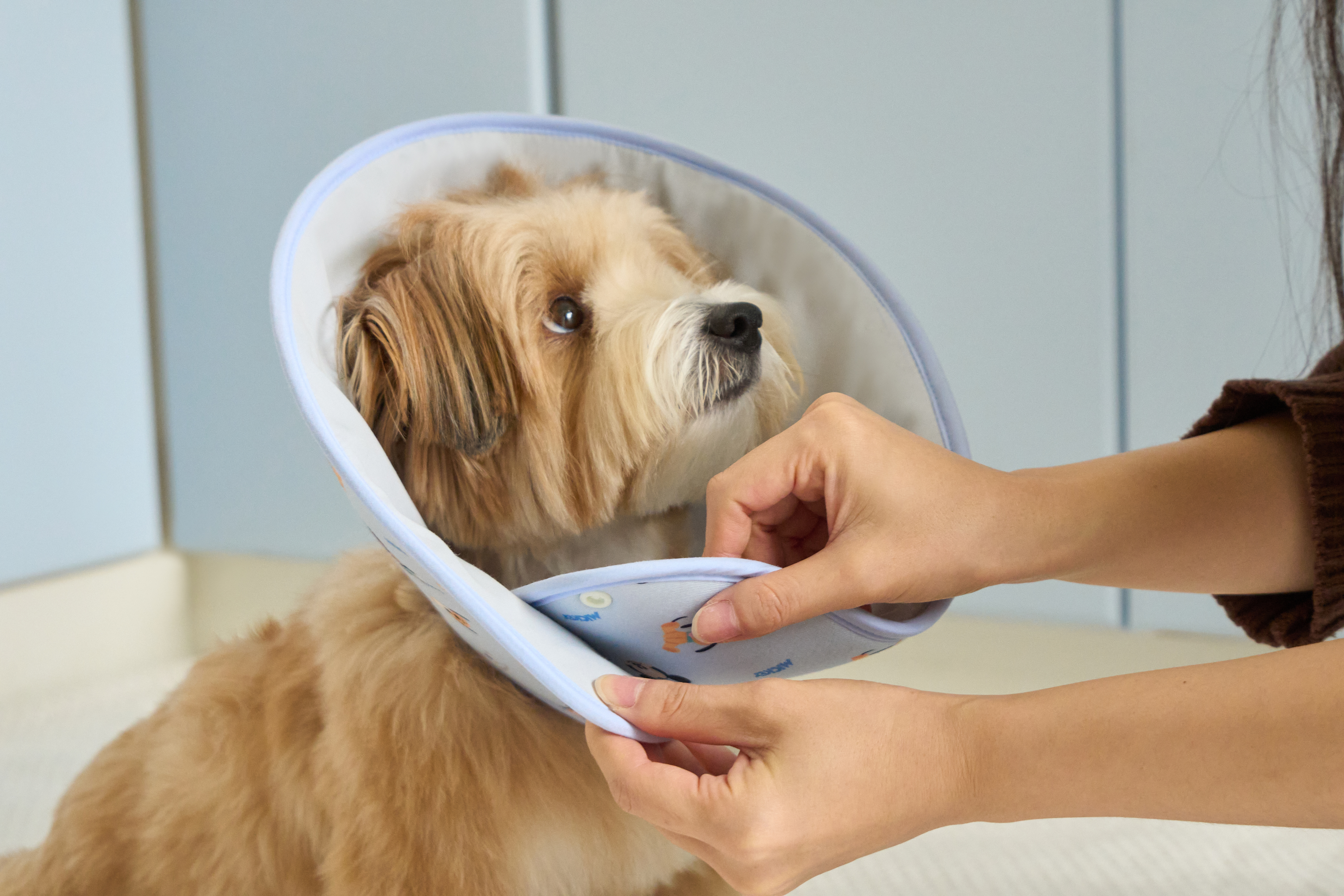 디즈니 버디 소프트 넥카라 스카이블루 S M L