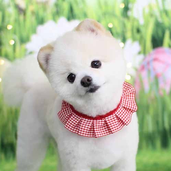 하니펫 체크프릴 스카프 악세서리 (랜덤출고)