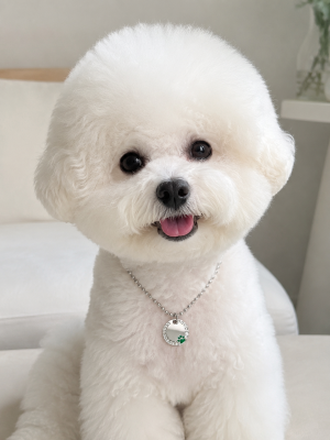 강아지 써지컬 목걸이(그린)
